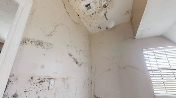  Huntington, UT Mold Removal Pros