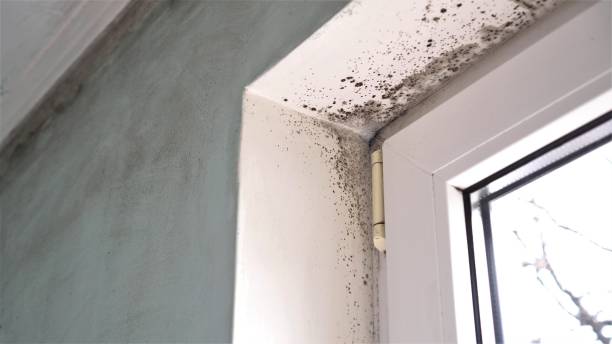 Trusted Huntington, UT Mold Removal Experts