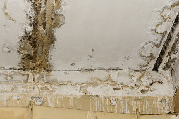 Best Black Mold Removal  in Huntington, UT