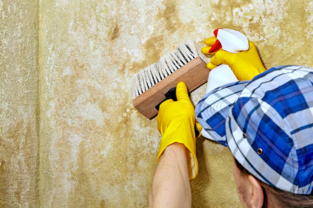 Best Biohazard Mold Removal  in Huntington, UT