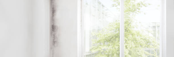 Best Environmental Consulting for Mold Prevention  in Huntington, UT
