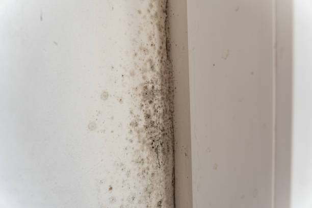 Best Post-Remediation Verification Testing  in Huntington, UT